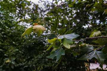 leaf cluster on end of twig from a sycamore tree in spring