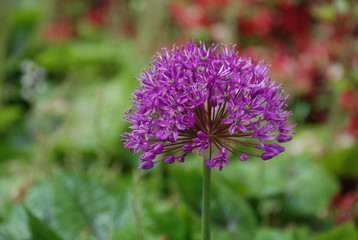 pink flower garden spring
