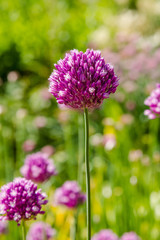 Allium rotundum in garden. Growing bulbous plants in the garden. Honey plants in the garden. Bees on flowers.