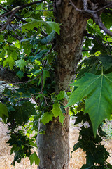 leaf cluster on end of twig from a sycamore tree in spring