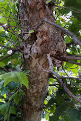 trunk of sycamore tree with branches and leaves and textured bark