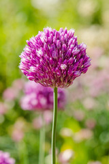 Allium rotundum in garden. Growing bulbous plants in the garden. Honey plants in the garden. Bees on flowers.