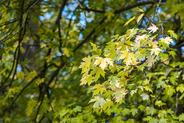 maple tree branch with yellow and red leaves on blurred forest background