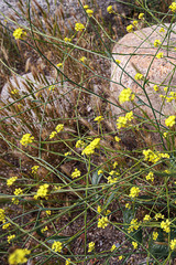 wild mustard in open field with rocks and foxtail grass