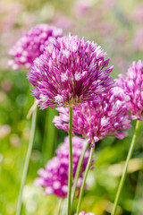 Allium rotundum in garden. Growing bulbous plants in the garden. Honey plants in the garden. Bees on flowers.