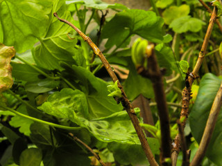 Plant sprout with outside light on cloudy day - Rainy day 