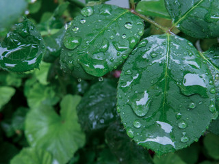 Rose leaves light outside wet cloudy - Rainy day