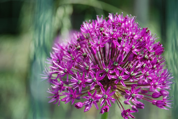 purple thistle flower