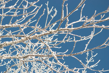 Tree Branches covered in  hoar frost against blue sky.