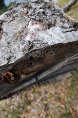 side view of a cut piece of raw dry oak tree