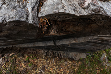 Obraz premium side view of a cut piece of raw dry oak tree