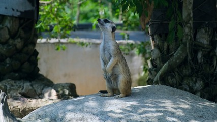 Sweet Mongoose. The concept of animals in the zoo. 