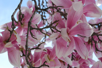 Obraz na płótnie Canvas pink white flowers