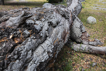 fallen oak branches on grassy ground with fox tail weeds