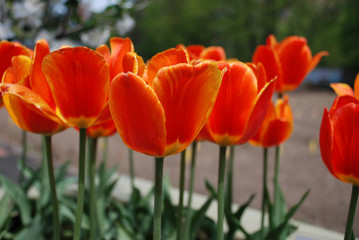red tulips in the garden