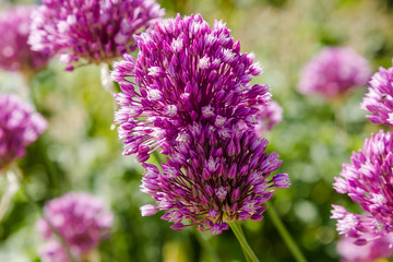 Allium rotundum in garden. Growing bulbous plants in the garden. Honey plants in the garden. Bees on flowers.