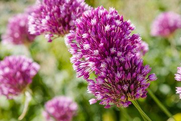 Allium rotundum in garden. Growing bulbous plants in the garden. Honey plants in the garden. Bees on flowers.