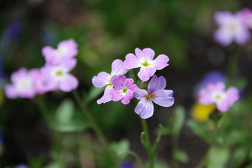 pink flower in the garden
