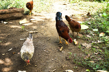 Some Free range Organic Chickens wondering in garden farm for natural food