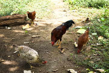 Some Free range Organic Chickens wondering in garden farm for natural food