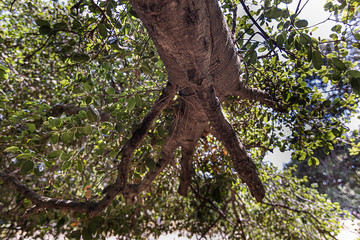 california live oak tree branches, twigs, and leaves