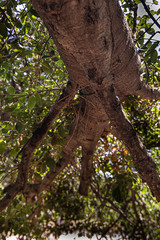 Fototapeta na wymiar california live oak tree branches, twigs, and leaves
