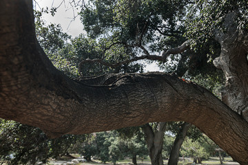 open dry natural park with california live oak trees, rocks, and grass weeds