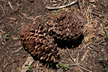 pine cone on the ground