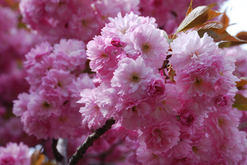 pink flowers of a tree cherry blossom