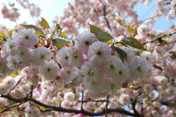 cherry blossom