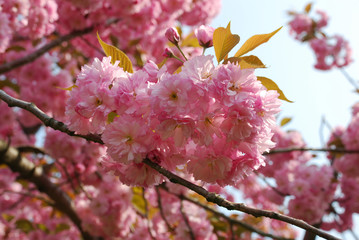 cherry tree blossom in spring