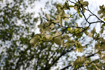 branch of a tree in spring