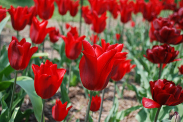 red tulips in the garden