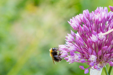 Allium rotundum in garden. Growing bulbous plants in the garden. Honey plants in the garden. Bees on flowers.