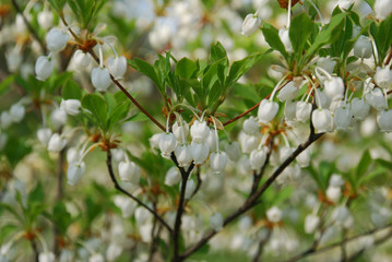 blooming apple tree in spring