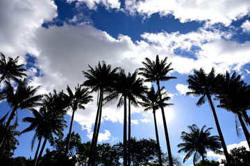 Colombian tropical Quindio Wax Palm trees, clouds and sky, Andes Mountains