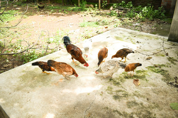 Free range chicken growing feeding in traditional way organically
