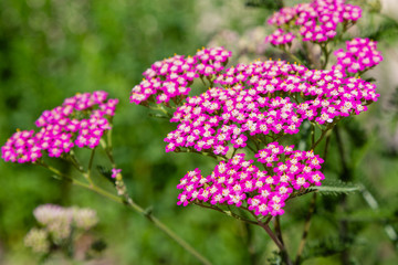 Achillea millefolium, known commonly as yarrow. Magenta bright yarrow flower (Achillea millefolium) over grass background.