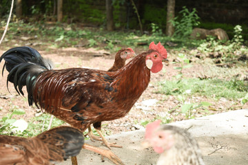 Free range chicken, organic chicken growing - rooster focused