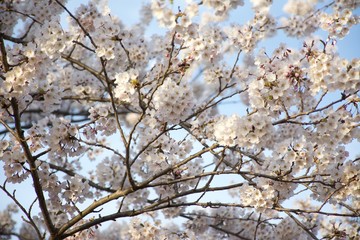 cherry blossom