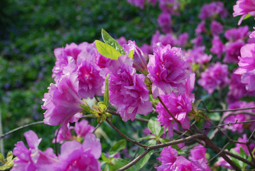 pink flowers in the garden