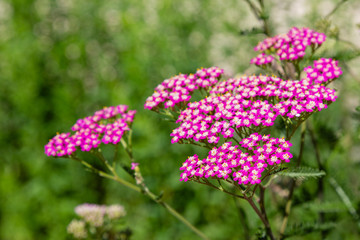 Achillea millefolium, known commonly as yarrow. Magenta bright yarrow flower (Achillea millefolium) over grass background.