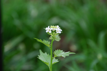 white flower