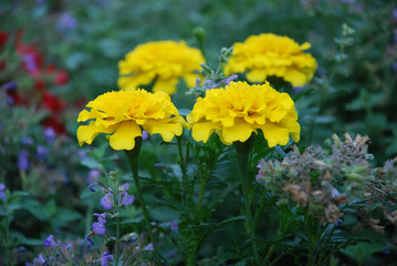 yellow flowers in the garden