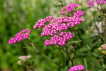 Achillea millefolium, known commonly as yarrow. Magenta bright yarrow flower (Achillea millefolium) over grass background.