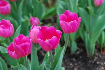 pink tulips in the garden