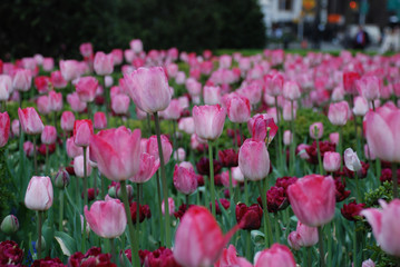 pink tulips in the garden