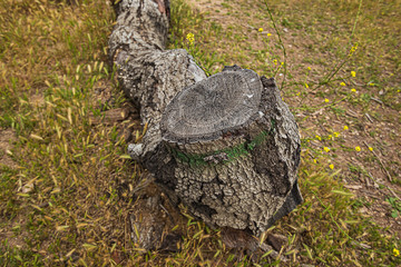 fallen oak branches on grassy ground with fox tail weeds