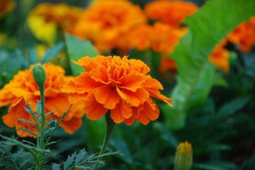 orange flower in the garden