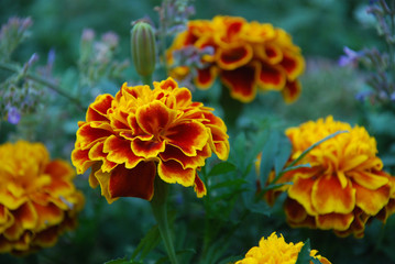 yellow flowers in the garden